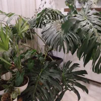 گیاه برگ انجیری مانسترا جایینت