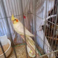 عروس هلندی نر و ماده حتی جوجه