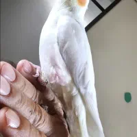عروس هلندی نر۳ماهه