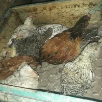 جوجه ۸ عدد
