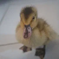 جوجه اردک پکنی