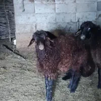 بره ماده دوعدد