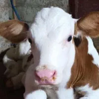گوساله نر پرواری با خوراک بصورت یکساله تحویل بگیر