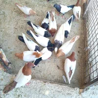17تا کفتر سینه