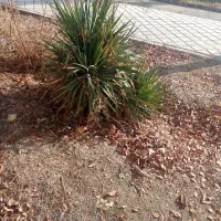 فروش زمین فاز 3الاهیه