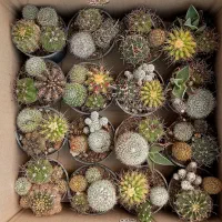 میکس کاکتوس بذری ۸