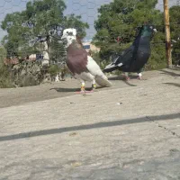 ۴ تا بهبهانی