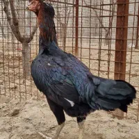 لاری|حیوانات مزرعه|تهران, چیتگر جنوبی|دیوار