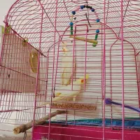 عروس هلندی یک ساله
