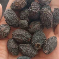 زیتون خوشم آماده برای روغن گیری