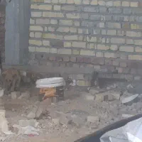 سگ هاسکی