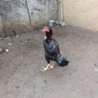 خروس لاری ۹‌ماهه اصیل