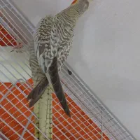 عروس هلندی|پرنده|مشهد, چهارچشمه|دیوار