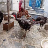 بوقلمون نر و ماده بالغ فروشی