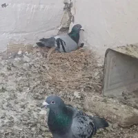 کفتر