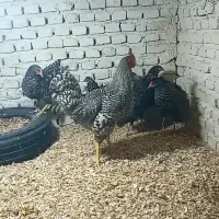 مرغ و خروس آمروک وارداتی