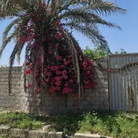 باغچه مناسب ساخت/لوکیشن برند