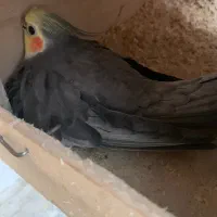 طوطی عروس مولد با جوجه