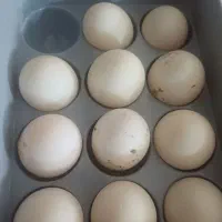 تخم اردک
