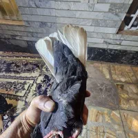 سیاه دمسفید ماده