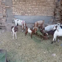 گوسفند