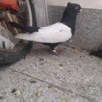 کبوترسینه سیاه
