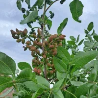 خانه و باغ ۱۷۰۰ متری در بهترین منطقه