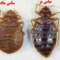 سمپاشی ساس وسوسک و تمامی حشرات