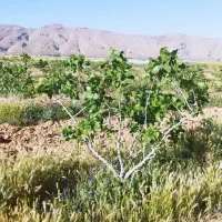 فروشی|فروش زمین و ملک کلنگی|شیراز, داریون|دیوار