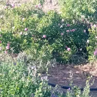 فروش زمین