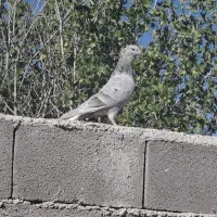 کفتر پلاکی،بهبهانی