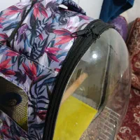 . کوله پرنده.عروس هلندی