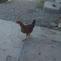 جوجه اردک و بوقلمون