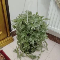 گل و گیاه آپارتمانی