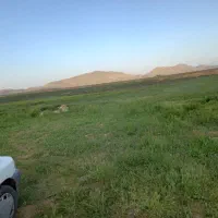 بره گوشتی امسال به فروش میرسد