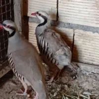 یک جفت مرغ عشق انگلیسی گریدa