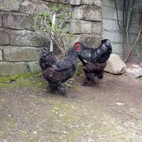 مرغ و خروس برهما