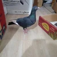 کفتر مایه پلنگ کوسه معاوضه با لوازم موتور