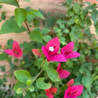 گل کاغذی.بونسای.کاکتوس.ساکولنت|گل و گیاه طبیعی|تهران, شهرک کیانشهر|دیوار