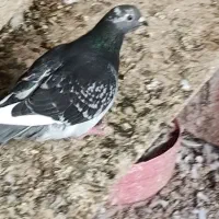 ۴ عدد کبوتر دوکت،پلاکی ،طوقی
