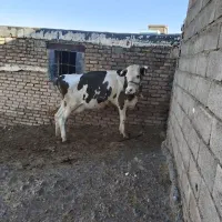 گاو سیمینتال با گوساله ماده