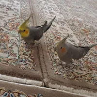 یه جفت عروس هلندی نرسخنگو