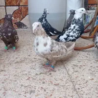 کبوتر