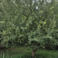 اجاره باغ سیب قرمز و سفید مراغه با کیفیت