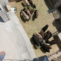 میش دوقلو همراه دو بره