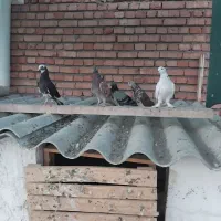 کبوتر خوب وخوش خال