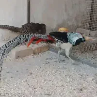 پرنده|حیوانات|شیراز, امام حسین|دیوار