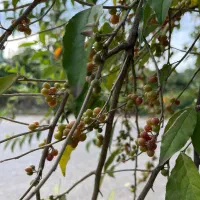 کارگر در کارواش