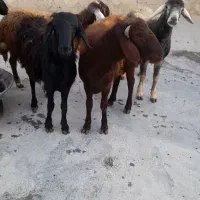 کاور نر