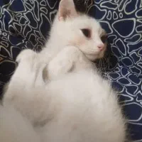گربه نر 2 ماهه